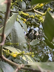 Phoradendron brachystachyum