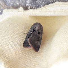 Agrotis trux