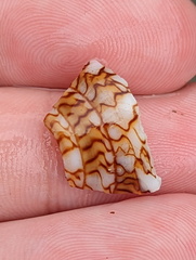 Conus textile