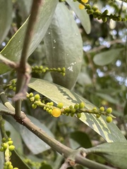 Phoradendron brachystachyum