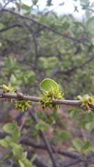 Vangueria parvifolia