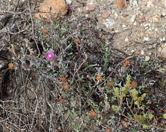 Smicrostigma viride
