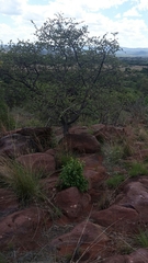 Vangueria parvifolia