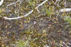 Utricularia tenella