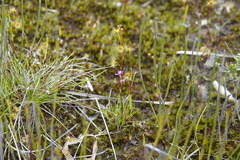 Utricularia tenella