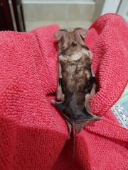 Otomops martiensseni