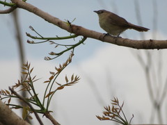Phacellodomus rufifrons
