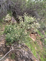 Anthocercis angustifolia