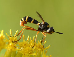 Conops quadrifasciatus
