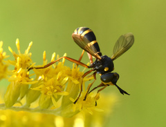 Conops quadrifasciatus