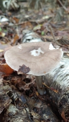 Pluteus
