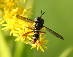 Conops quadrifasciatus