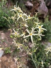 Anthocercis angustifolia