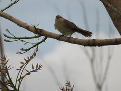 Phacellodomus rufifrons