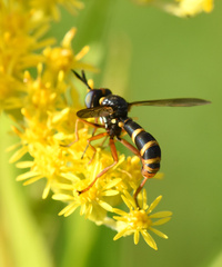 Conops quadrifasciatus