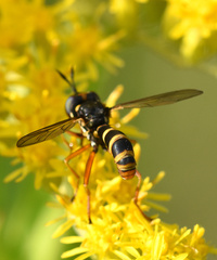 Conops quadrifasciatus