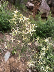 Anthocercis angustifolia