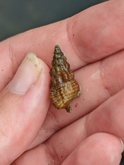 Cerithiidae