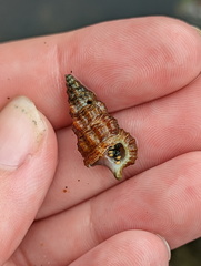 Cerithiidae