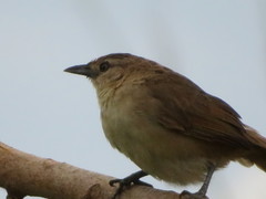 Phacellodomus rufifrons