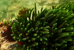 Brachaluteres jacksonianus