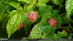 Lecanthus peduncularis