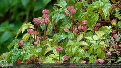 Lecanthus peduncularis