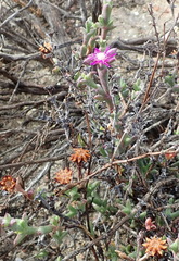 Smicrostigma viride