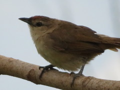 Phacellodomus rufifrons