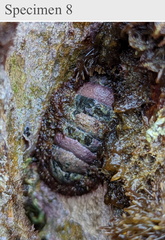 Polyplacophora
