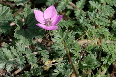 Erodium acaule