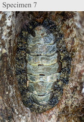 Polyplacophora