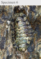 Polyplacophora