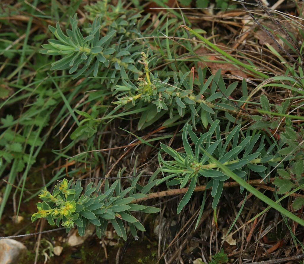 Euphorbia japygica