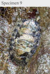 Polyplacophora