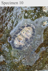 Polyplacophora