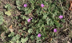 Erodium acaule
