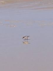 Charadrius ruficapillus