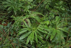 Helleborus multifidus istriacus