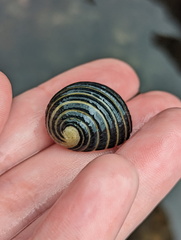 Nerita costata