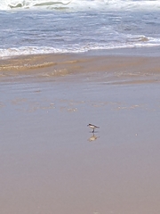 Charadrius ruficapillus