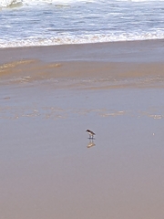 Charadrius ruficapillus