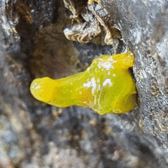 Stylocheilus longicauda