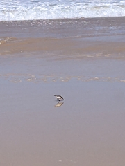 Charadrius ruficapillus