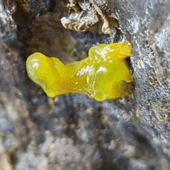 Stylocheilus longicauda