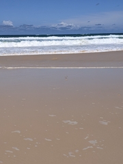 Charadrius ruficapillus