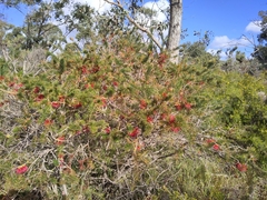 Melaleuca quadrifida