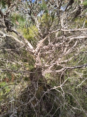 Melaleuca quadrifida