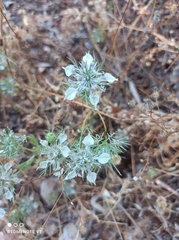 Nigella arvensis