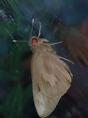 Erionota torus